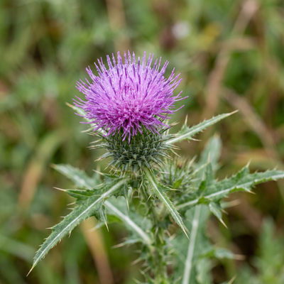 aurea-ingrediente-cardo-mariano