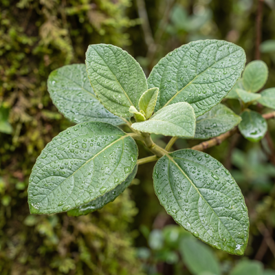 aurea-ingrediente-boldo